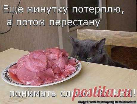Кошачий сеанс гипноза...