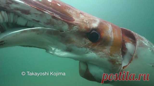 Гигантский кальмар заплыл в залив Тояма - BBC Русская служба