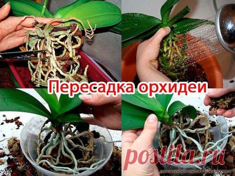ПОШАГОВАЯ ИНСТРУКЦИЯ ПО ПЕРЕСАДКЕ ФАЛЕНОПСИСА (ОРХИДЕЯ) 

Мы эту информацию собирали по крупицам, сохраняйте для себя и делитесь с друзьями. Старались для вас, дорогие). В интернете такого не найдете. 

Шаг 1 

Достаньте орхидею из горшка и положите её в широкий таз. Чтобы вам легче было вытащить орхидею, помните слегка стенки горшка. Если это не поможет – аккуратно, чтобы не повредить воздушные корни фаленопсиса, разрежьте или разбейте старый горшок. 

Обычно, чем сильнее...