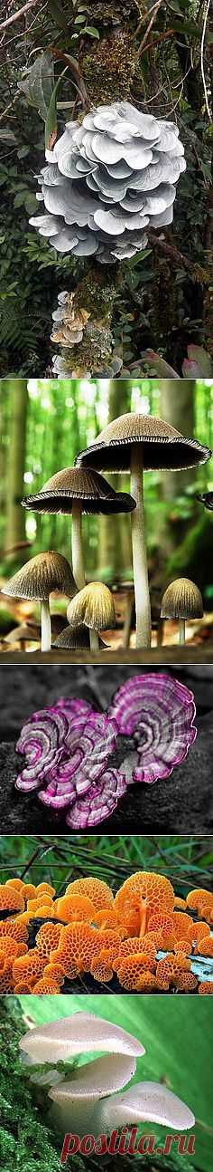 Paddenstoelen
