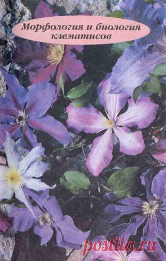 Морфология и биология клематисов. Клематисы