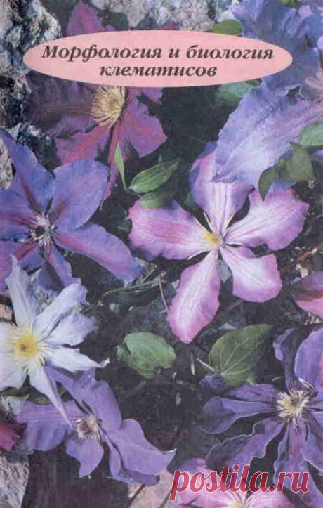 Морфология и биология клематисов. Клематисы