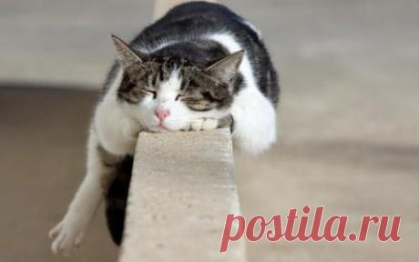 Как заставить работать лень? | Психология