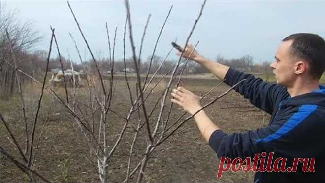 Весенняя обрезка формировка фруктового сада / Хочешь большой урожай делай так!