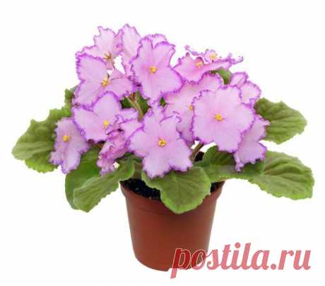 Как ухаживать, чтобы фиалки цвели круглый год?