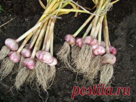 Чеснок яровой и озимый. Когда убирать. — 6 соток