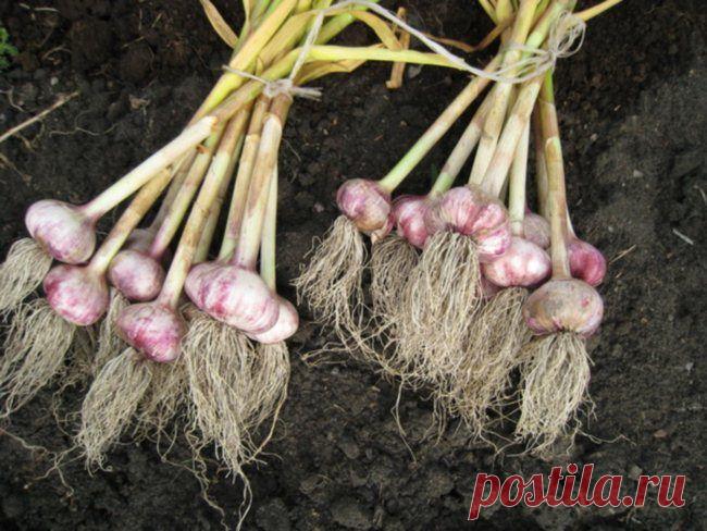 Чеснок яровой и озимый. Когда убирать. — 6 соток