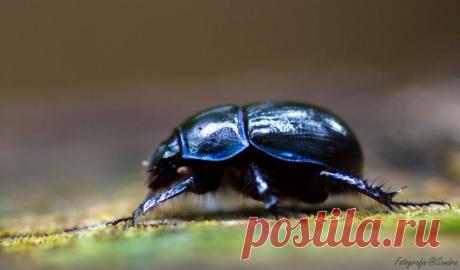 Cкарабей - священный символ древних египтян