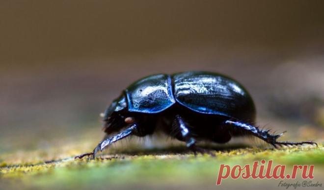 Cкарабей - священный символ древних египтян