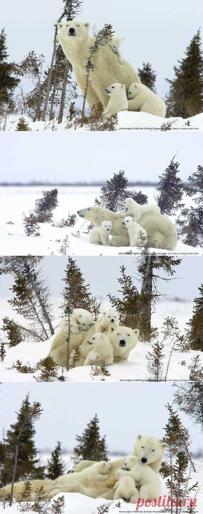 Лучшие фотографии со всего света - Игры трехмесячных детенышей с мамой