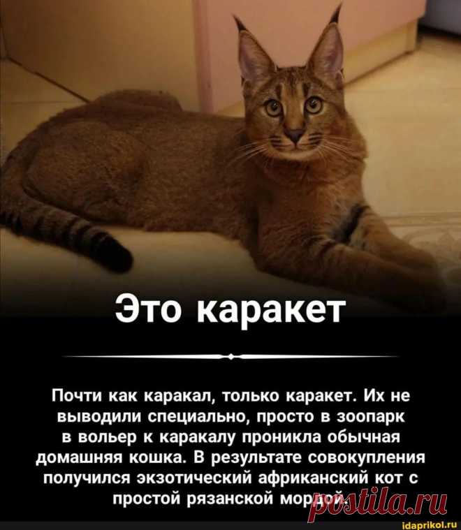 Это каракет Почти как каракал, только каракет. Их не выводили специально, просто в зоопарк вольер к каракалу проникла обычная домашняя кошка. В результате совокупления получился экзотический африканский кот простой рязанской мордой. - ) / АйДаПрикол .)