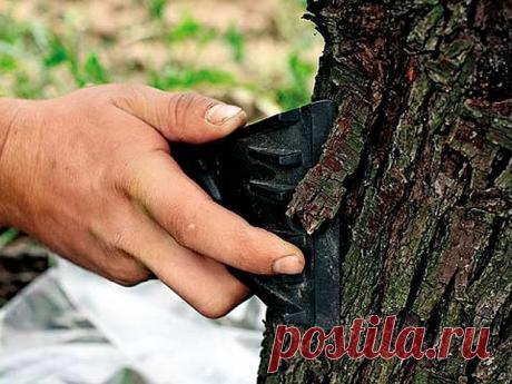 КАК ПРАВИЛЬНО УХАЖИВАТЬ ЗА ЯБЛОНЯМИ, ЧТОБЫ СОХРАНИТЬ И УВЕЛИЧИТЬ УРОЖАЙ ЯБЛОК.
 
Затяжная холодно-дождливая весна, традиционные уже заморозки сделали свое черное дело - яблок завязалось негусто. Хуже всего то, что этот жиденький урожай легко потерять. Но можно и наоборот - увеличить.
Поддерживающая терапия
В первую очередь надо «запустить корни» и кору яблонек. Все это сделать до примитивного просто. «Разогреваем кору» бороздованием. Прорезаем кору на ветвях и стволе вдоль...