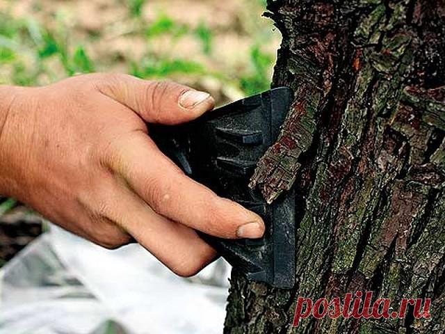 КАК ПРАВИЛЬНО УХАЖИВАТЬ ЗА ЯБЛОНЯМИ, ЧТОБЫ СОХРАНИТЬ И УВЕЛИЧИТЬ УРОЖАЙ ЯБЛОК.
 
Затяжная холодно-дождливая весна, традиционные уже заморозки сделали свое черное дело - яблок завязалось негусто. Хуже всего то, что этот жиденький урожай легко потерять. Но можно и наоборот - увеличить.
Поддерживающая терапия
В первую очередь надо «запустить корни» и кору яблонек. Все это сделать до примитивного просто. «Разогреваем кору» бороздованием. Прорезаем кору на ветвях и стволе вдоль...