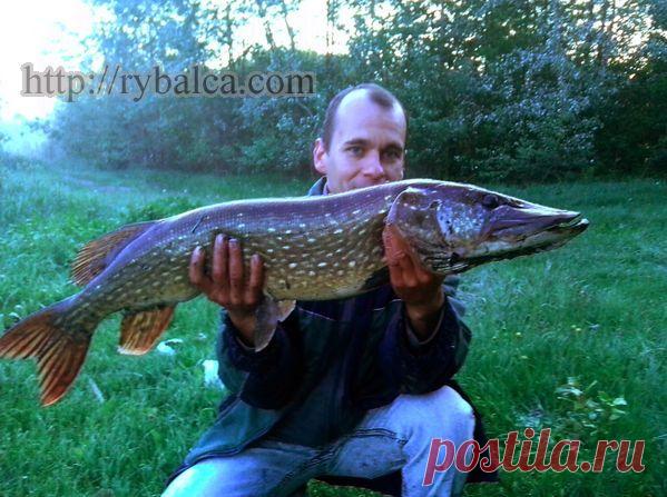 Ловля щуки твичингом на воблеры минноу