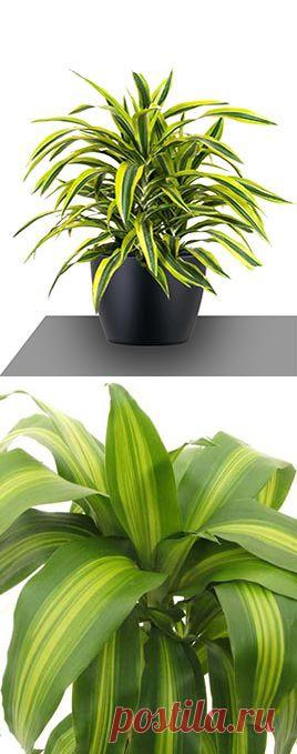 Драцена Лимон Лайм купить оптом. Драцена - экзотика, купить