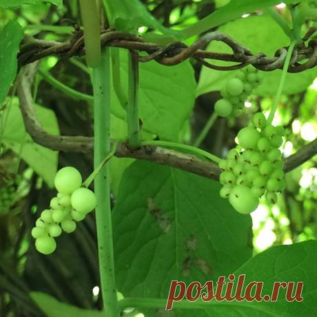 Ягода пяти вкусов — лимонник китайский. Посадка, выращивание, уход. Сорта. Фото - Ботаничка.ru
