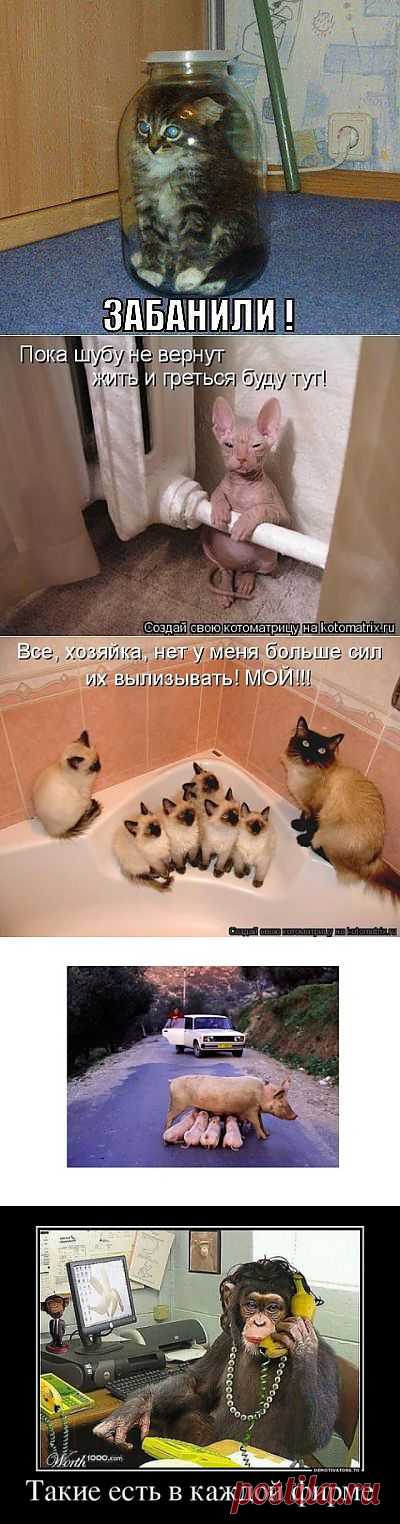 (+1) тема - Картинки на разные темы | ОБОРЖАКА ;)