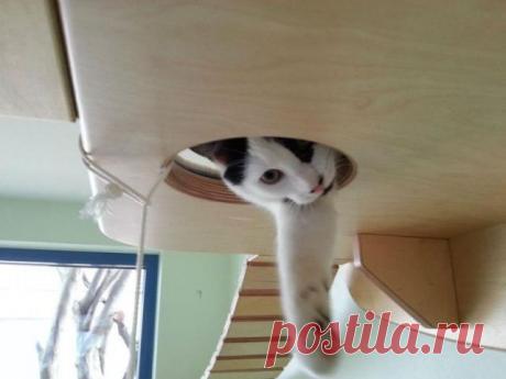 Cool playground for cats (10 photos) - Xaxor