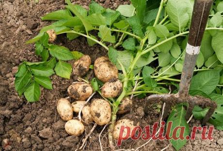 Голландская технология выращивания картофеля
