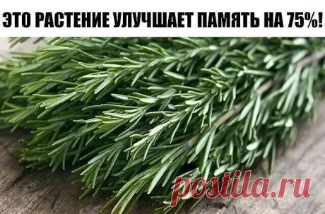 ЭТО РАСТЕНИЕ УЛУЧШАЕТ ПАМЯТЬ НА 75%!
И даже лечит болезнь Альцгеймера!
Розмарин широко известен как ароматная специя. Его добавляют в мясные блюда, выпечку, а так же используют в аромалампах. Столетия назад Шекспир написал: «Розмарин – для хорошей памяти: чтоб молиться, любить и помнить».
Уже тогда люди знали о целебных свойствах этого растения. Современные ученые подтверждают, что розмарин обладает уникальными целебными свойствами в борьбе со старческим слабоумием и болез...