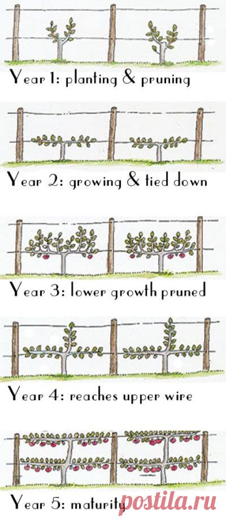 Espalier Fruit Trees: That's Natty! — Glamour Drops
