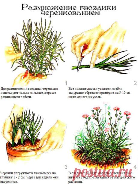 cherenkovanie-gvozdiki.jpg (578×769)