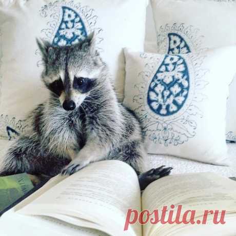 Когда-нибудь я заведу себе енота, поставлю статус &quot;счастлив&quot; и больше никогда не буду онлайн.