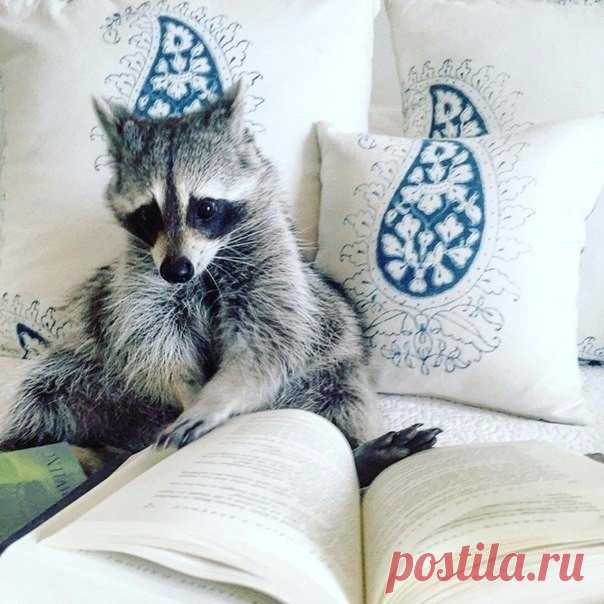 Когда-нибудь я заведу себе енота, поставлю статус "счастлив" и больше никогда не буду онлайн.