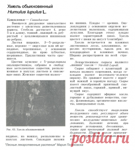 Хмель обыкновенный