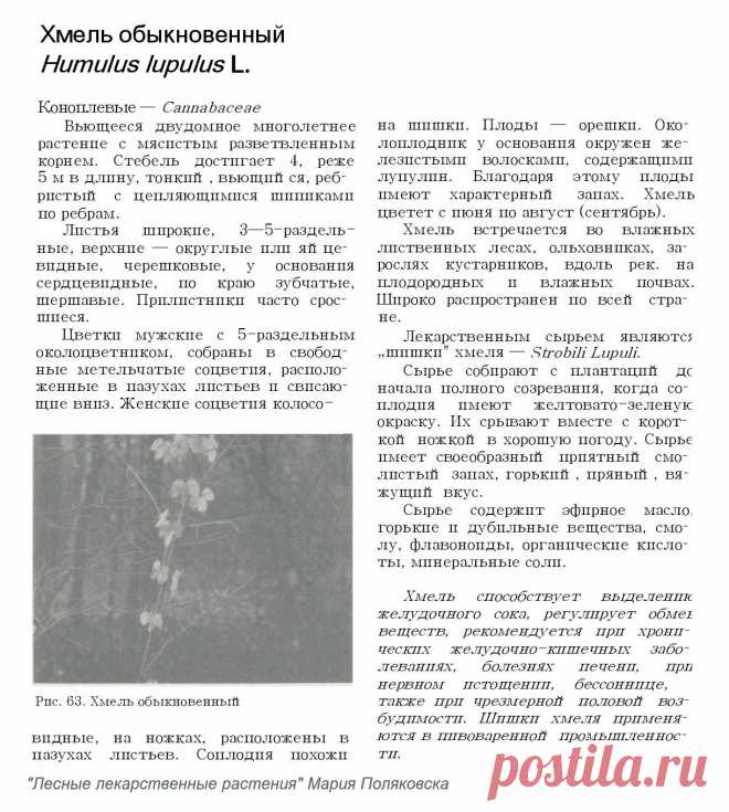 Хмель обыкновенный