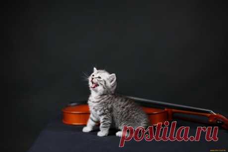 Скачать обои музыкальная, няшность, растёт, , животные, коты, котёнок, комочек, шерсти, няшное, существо, да, и, лучший, друг, человека, мур, мяу из раздела Животные, в разрешении 1920x1280