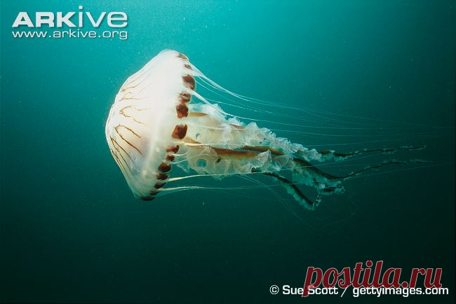 arkive animals - Поиск в Google