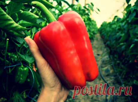 «Напоил» перец спиртом, и собрал чудо-урожай! | Твоя Дача | Яндекс Дзен