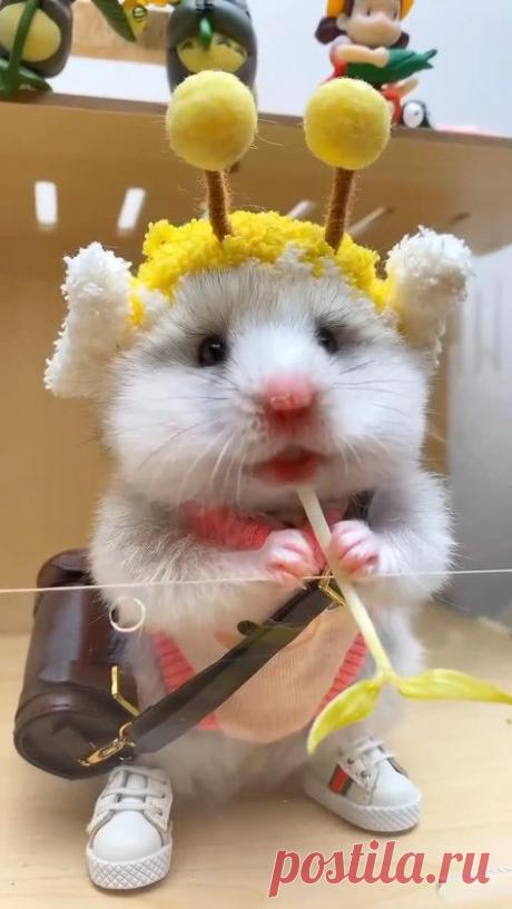 🐹 Улыбнись
