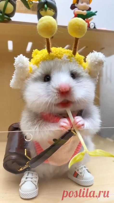 🐹 Улыбнись