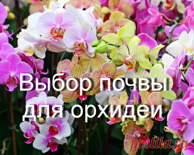 Можно ли посадить комнатную орхидею в обычную землю?