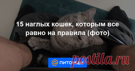 Подборка самых бессовестных и одновременно любимых пушистиков!