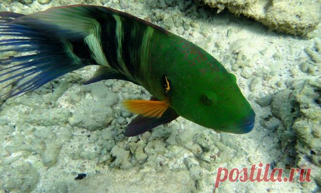 Подводный мир Красного моря .