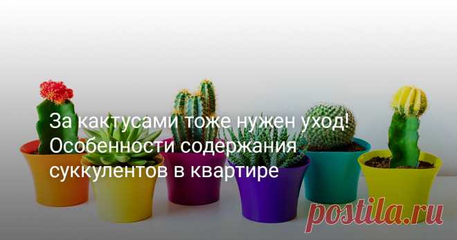 За кактусами тоже нужен уход! Особенности содержания суккулентов в квартире «Да что там за кактусами ухаживать?» – спросят неискушенные цветоводы. Поливай два раза в год, да подкорми раз в пятилетку, вот и весь уход. Миф о чрезвычайной неприхотливости кактусов основан на их способности запасать воду и питательные вещества. Однако суккуленты не меньше других растений нуждаются в нашем внимании. Они действительно неплохо переносят неблагоприятные условия, но ярко цветущий ка...