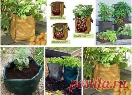 Выращиваем картофель в мешке.