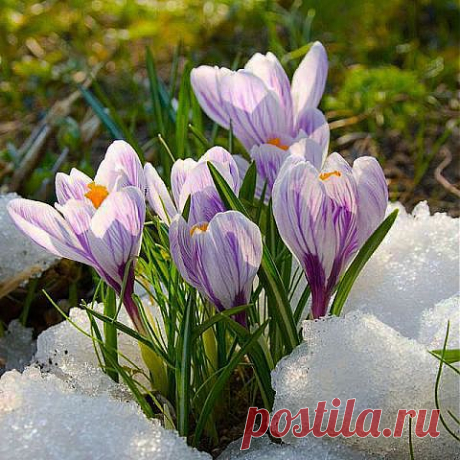 КРОКУСЫ ПЕРВЫЕ ВЕСЕННИЕ ЦВЕТЫ.