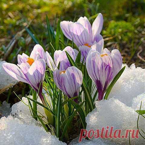 КРОКУСЫ ПЕРВЫЕ ВЕСЕННИЕ ЦВЕТЫ.