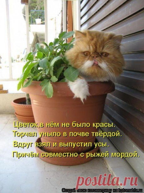Лучшая котоматрица недели