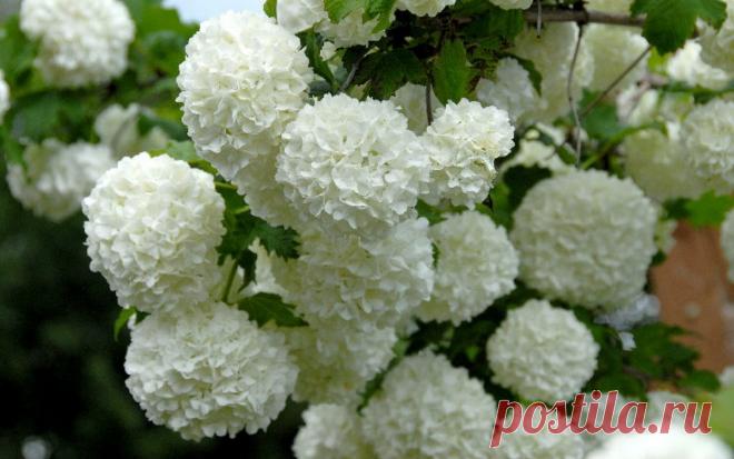 Калина Бульденеж – фото, описание, посадка, уход и размножение | В цветнике (Огород.ru)