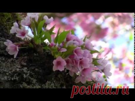 Frédéric Chopin - Spring Waltz - YouTube