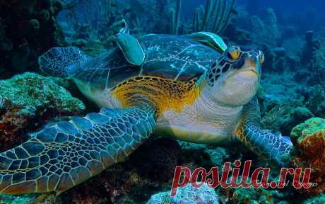 Морское дно Подводные пейзажи