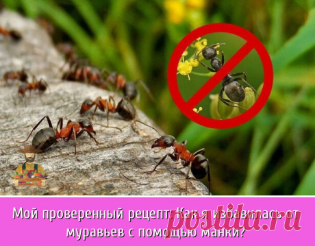 Муравьи, казалось бы, безвредные ребята, но нет. Мало того, что они разносчики тли, и там, где роятся муравьишки обычно всегда живёт тля. Потому что они ей питаются, точнее не ею, а сладким налетом который она вырабатывает (тля для муравьёв как корова для человека).

Так муравьи ещё и наносят вред посевам. В частности, свою борьбу с ними я начала после того, как посеянные семена огурцов не взошли, ибо все они были истреблены муравьями. Пересевала огурчики я несколько раз и...