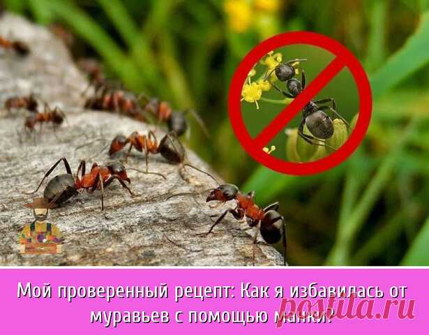 Муравьи, казалось бы, безвредные ребята, но нет. Мало того, что они разносчики тли, и там, где роятся муравьишки обычно всегда живёт тля. Потому что они ей питаются, точнее не ею, а сладким налетом который она вырабатывает (тля для муравьёв как корова для человека).

Так муравьи ещё и наносят вред посевам. В частности, свою борьбу с ними я начала после того, как посеянные семена огурцов не взошли, ибо все они были истреблены муравьями. Пересевала огурчики я несколько раз и...