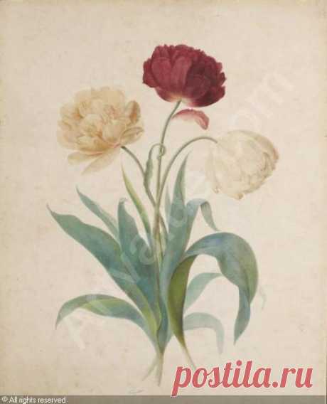 Bouquet de trois tulipes sold by Christie's, Paris, on Wednesday, November 21, 2007