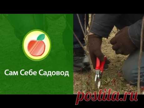 видеоролики Сам себе садовод на ютубе